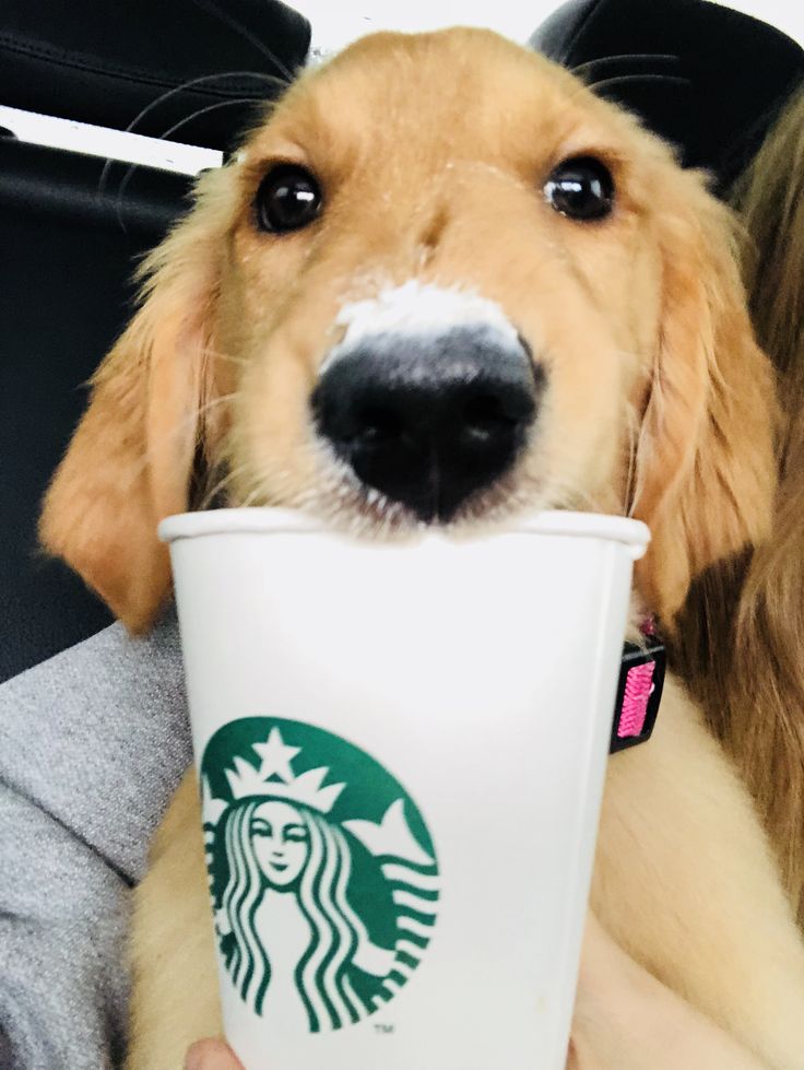 Is a Pup Cup safe for dogs?
