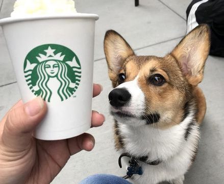 how much is a Pup Cup at Starbucks