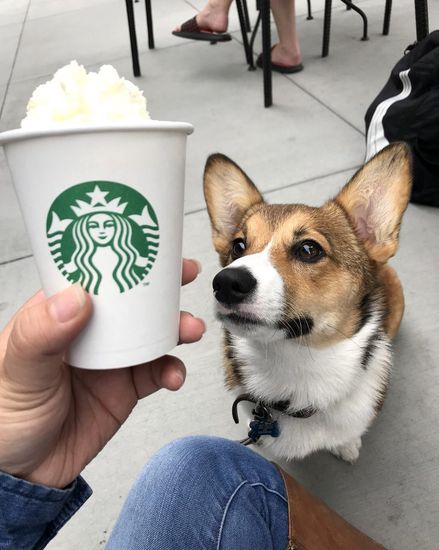 how much is a Pup Cup  at Starbucks
